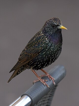European Starling