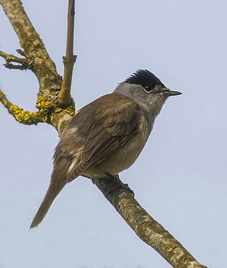 Eurasian Blackcap