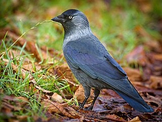Eurasian Jackdaw